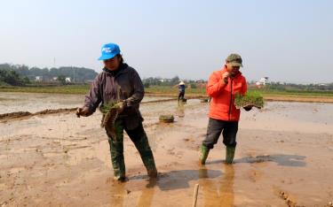 Nông dân xã Báo Đáp, huyện Trấn Yên tích cực ra đồng gieo cấy lúa xuân