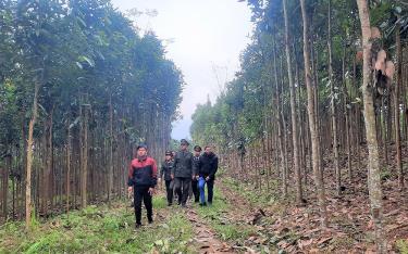 Cán bộ Hạt Kiểm lâm huyện Lục Yên cùng lãnh đạo xã Trúc Lâu tham quan mô hình trồng quế tại thôn Bản Lạn.