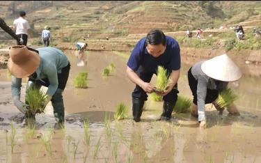 Bí thư Huyện ủy Trạm Tấu Giàng A Thào xuống đồng cùng nông dân xã Hát Lừu gieo cấy lúa xuân