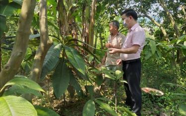 Người dân xã Mường Lai (Lục Yên) trồng cây lá khôi làm dược liệu cho thu nhập cao.