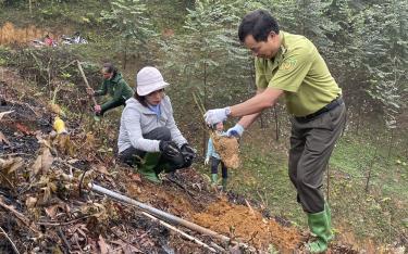 Trấn Yên sẽ trồng 300 ha tre măng Bát Độ trong năm 2024