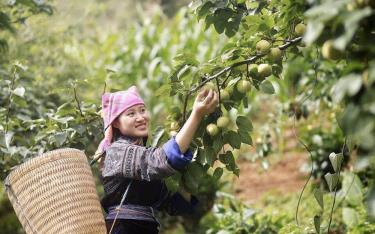 Lê Tai nung là giống cây phù hợp đang được hỗ trợ để phát triển với diện tích trên 80 ha ở Mù Cang Chải.