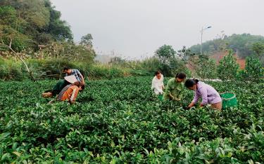 Đến nay, tỉnh Yên Bái đã hình thành rõ nét các vùng sản xuất hàng hóa tập trung, chuyên canh có quy mô lớn với 10 sản phẩm nông nghiệp chủ lực.