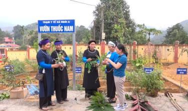 Hội Đông y Yên Bái luôn quan tâm phát triển cây dược liệu.