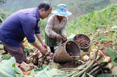 Người dân Bản Mù thu hoạch khoai sọ nương.