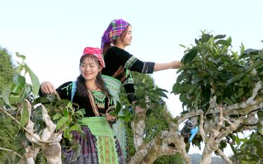 Shan Tuyet Tea from Suoi Giang, Van Chan, received geographical indication protection in 2022