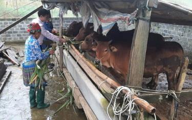 Mô hình chăn nuôi gia súc của hộ chị Đèo Thị Bích, thôn Hát 1, xã Hát Lừu, huyện Trạm Tấu từ vốn vay NHCSXH huyện Trạm Tấu.