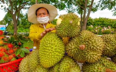 Sầu riêng là sản phẩm xuất khẩu của Việt Nam được thị trường Trung Quốc ưa chuộng.