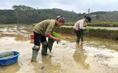 Người dân thôn Làng Giữa, xã Bảo Ái, huyện Yên Bình tích cực ra đồng gieo cấy lúa xuân