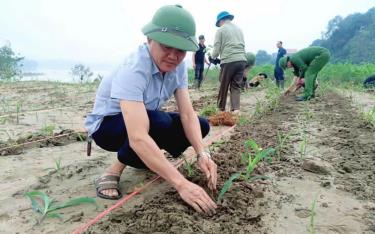 Lãnh đạo xã Xuân Ái tham gia cùng nhân dân thôn Sông Hồng khôi phục lại diện tích dâu bị thiệt hại do ảnh hưởng của bão Yagi.
