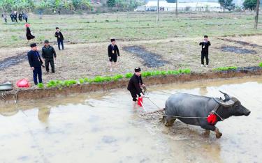 Người dân xã Phong Dụ Thượng xuống ruộng cày, cấy lúa khai hội