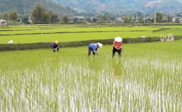 Bà con nông dân thị xã Nghĩa Lộ xuống đồng chăm sóc lúa xuân.