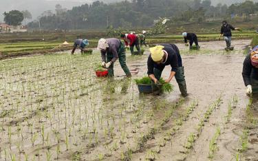 Nông dân xã An Thịnh, huyện Văn Yên gieo cấy lúa xuân.