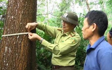 Lãnh đạo Chi cục Kiểm lâm tỉnh kiểm tra diện tích trồng rừng gỗ lớn tại xã Tân Nguyên, huyện Yên Bình