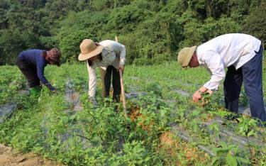 Chăm sóc cây dược liệu tại HTX Lũng Lô, huyện Văn Chấn.