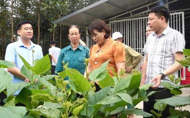 Lãnh đạo huyện Văn Yên trao đổi kỹ thuật trồng dâu với xã viên HTX Trồng dâu nuôi tằm thôn Quyết Hùng, xã Xuân Ái.