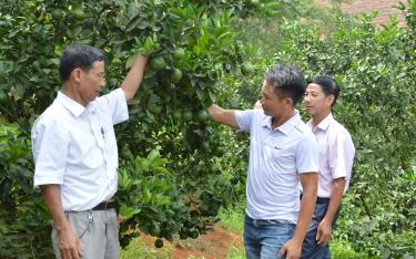 Lãnh đạo UBND xã Bình Thuận, huyện Văn Chấn thăm mô hình trồng cây ăn quả có múi của HTX Trồng cây ăn quả và Dịch vụ tổng hợp Bình Thuận.