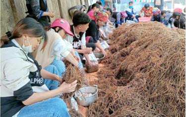 Residents of Mu Cang Chai District are developing their economy through straw mushroom cultivation.