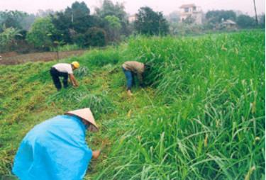 Nông dân thị trấn Cổ Phúc (Trấn Yên) thu hoạch cỏ voi chăn nuôi trâu bò. (Ảnh: Linh Chi)
