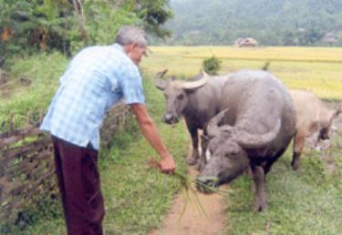 Ông Phạm Văn Trưởng - thương binh 4/4 ở thôn 9 xã Mường Lai, nhờ nguồn vốn vay Ngân hàng Chính sách xã hội phát triển chăn nuôi trâu bò.
