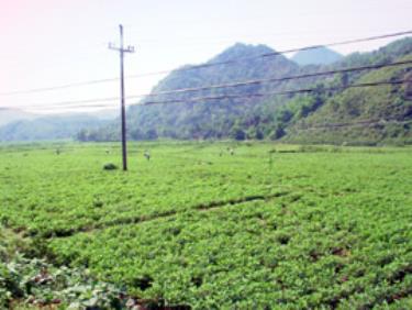 Trồng lạc ở Xuân Long.