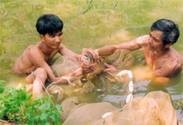 Bố con ông Phạm Văn Hùng thu hoạch cá.
