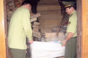 Kiểm lâm tịch thu gỗ pơ mu vận chuyển trái phép.