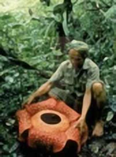 Hoa Rafflesia arnoldi.