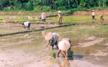 Nông dân xã Tân Hương (Yên Bình) gieo cấy lúa mùa.