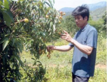 Anh Hoàng Văn An đang kiểm tra chất lượng những cây vải thiều mới ra quả vụ đầu tiên.