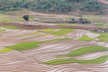Cánh đồng Tú Lệ đăng nhập dafabeto vụ mới.
