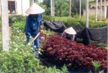 Công nhân Công ty Công trình và Môi trường đô thị tỉnh Yên Bái chăm sóc cây cảnh làm đẹp đường phố.

