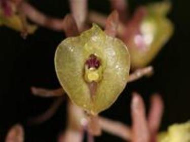 Ái lan Lá đẹp (Malaxis calophylla).