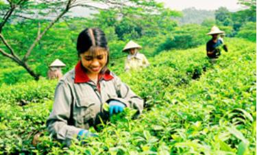 Được mùa chè. (Ảnh Quang Tuấn)