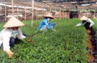 Phòng kinh tế huyện Văn Chấn hợp đồng gieo ươm chè giống cho trồng chè vụ thu năm 2007.
(Ảnh: Trường Phong)
