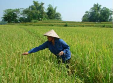 Sx nông nghiệp ở Hợp Minh đang chuyển mạnh theo hướng nâng cao giá trị hàng hoá với trên một nửa diện tích lúa được gieo cấy bằng giống chất lượng cao.