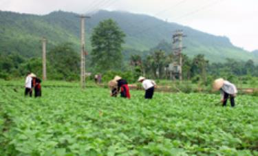 Cây đậu tương trên đất Khai Trung.