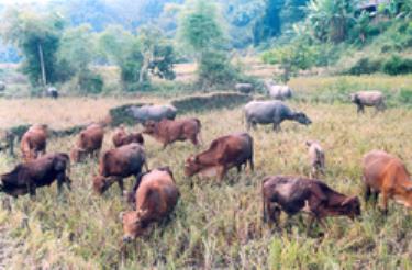 Chăn nuôi trâu bò ở vùng Đông hồ Thác Bà, huyện Yên Bình ngày càng phát triển.


