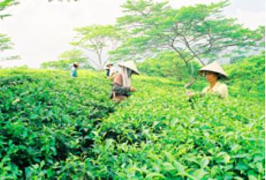 Nông dân Liên Sơn thu hái chè.