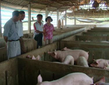 Nhân rộng các mô hình chăn nuôi hiệu quả trong hội viên.