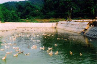 Một góc trang trại tổng hợp của anh Thắng.