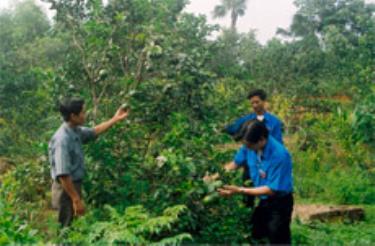 Mô hình trang trại kết hợp của anh Nguyễn Minh Quý - Bí thư Đoàn xã Hán Đà cho thu nhập trên 50 triệu đồng/năm.