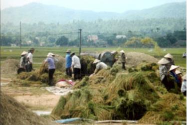 Nông dân huyện Văn Yên thu hoạch lúa mùa. (Ảnh: Thanh Phúc)
