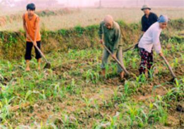 Nhân dân tích cực trồng cây vụ ba, góp phần phát triển kinh tế ở nông thôn Yên Bái.