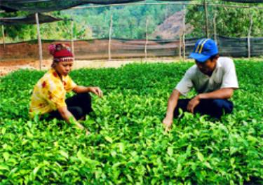 Vườn ươm chè giống của gia đình anh Luân luôn đảm bảo tiêu chuẩn, chất lượng trước khi xuất vườn.