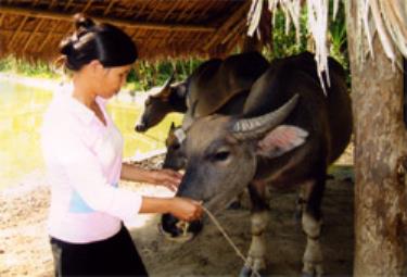 Mô hình chăn nuôi tổng hợp của gia đình anh Hoàng Văn Xôn ở thôn 6, xã Minh Xuân, (Lục Yên) phát huy hiệu quả.
(Ảnh: Trường Phong)
