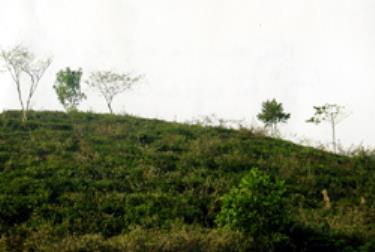Hàng chục ha chè đang bị bỏ hoang tại xã Thịnh Hưng (Yên Bình, link vào dafabet).