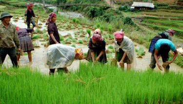 Đưa các giống lúa lai có năng suất cao vào sản xuất 100% diện tích vụ đông xuân.