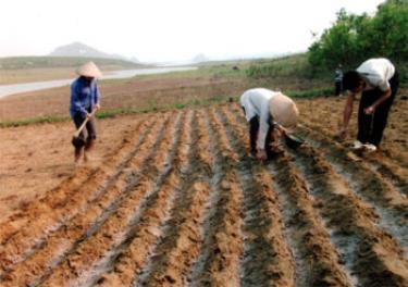 Nông dân xã Mông Sơn trồng lạc trên đất bán ngập hồ Thác Bà.

