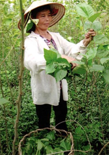 Nông dân Trấn Yên thu hái dâu nuôi tằm.